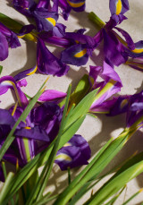 Full Iris Eau de Parfum 75 ml