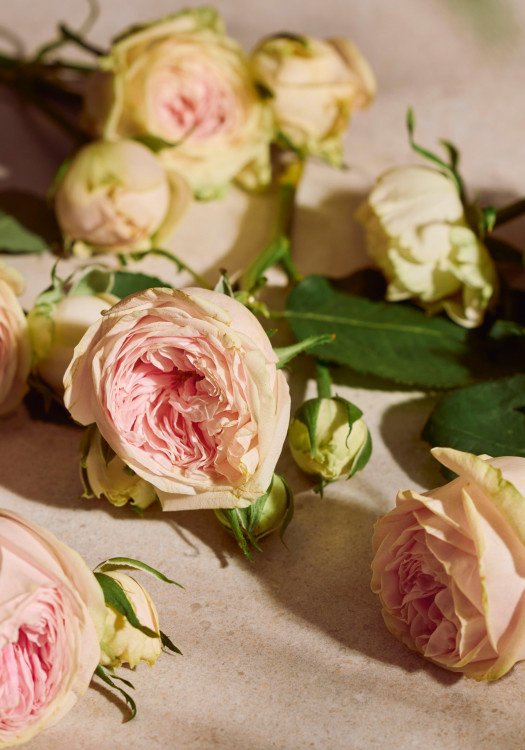 Full Rose Eau de Parfum 75 ml