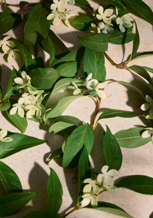 Full Orange Blossom Eau de Parfum 75 ml